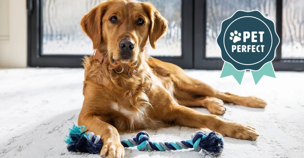 Pet friendly | Carpet Selections