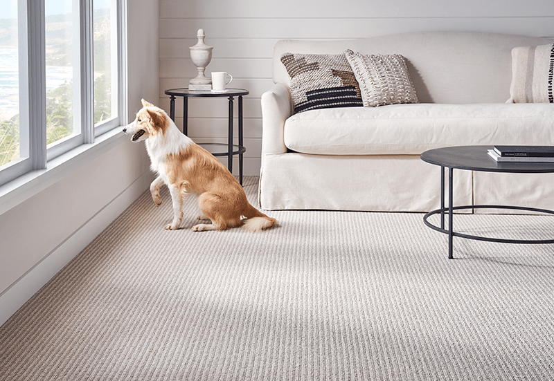 Pet friendly Carpet | Carpet Selections